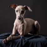 Junghund Amélie - 2016