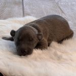 Ignatz, 8 Tage
